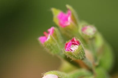 green,herb,floral background,background,desktop backgrounds,mac wallpaper,macro,wallpaper 4k,beautiful wallpaper,free background,rose flower,4k wallpaper,windows wallpaper,hd wallpaper,rose,cool backgrounds,4k wallpaper,bud,nature,free wallpaper