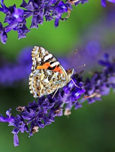 Painted Lady butterfly with orange and black wings sits on purple salvia flowers against a green background.