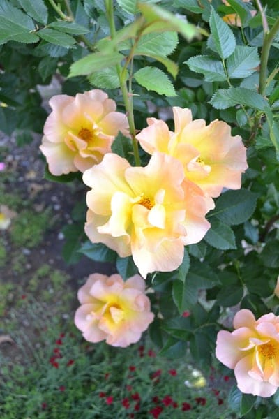 peach roses, yellow roses, blooming roses, garden flowers, floral photography, nature, summer flowers, rose bush, delicate petals, soft colors, botanical, gardening, floral beauty, spring blooms, outdoor photography, rose garden, fresh flowers, natural beauty, plant photography, garden scene, seasonal flowers, color gradient
