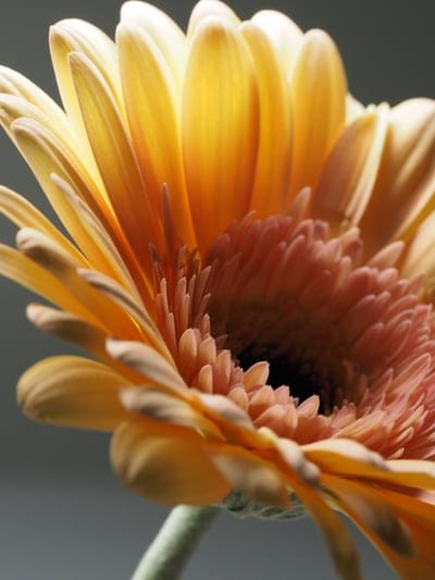 Orange gerbera daisy with sunlit petals and a textured center shown in a detailed macro botanical close-up.
