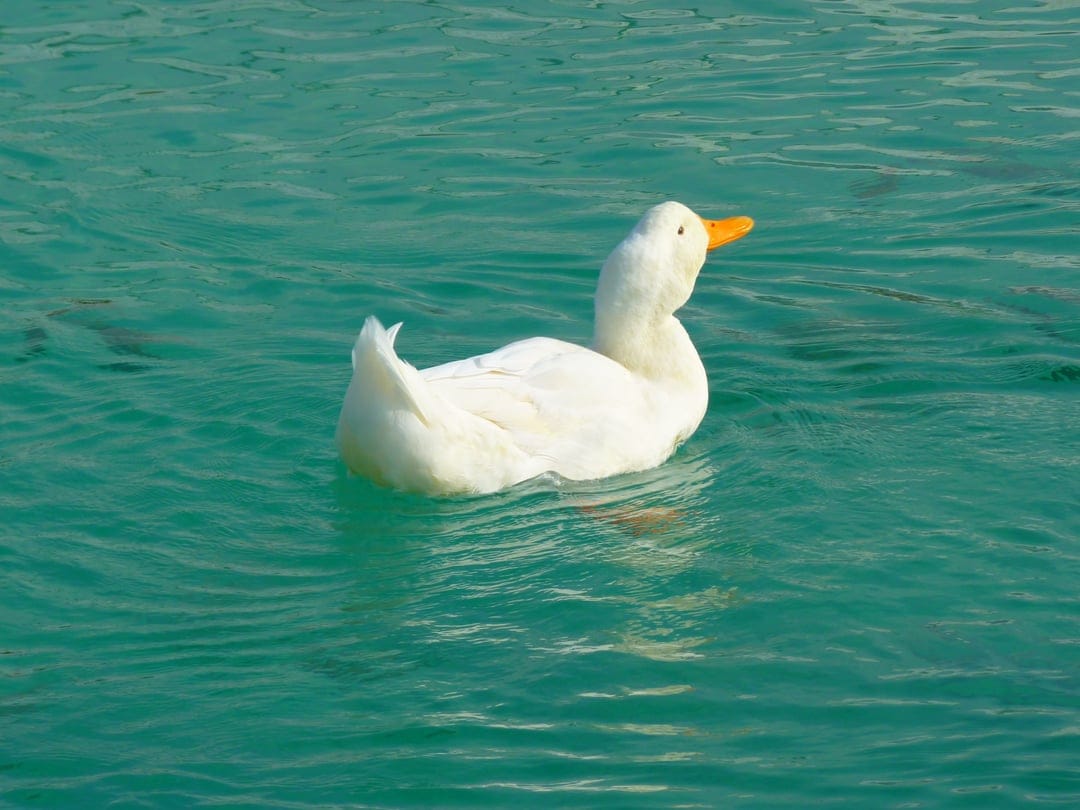 White domestic duck with an orange beak swims through vibrant turquoise water ripples in a vertical portrait.