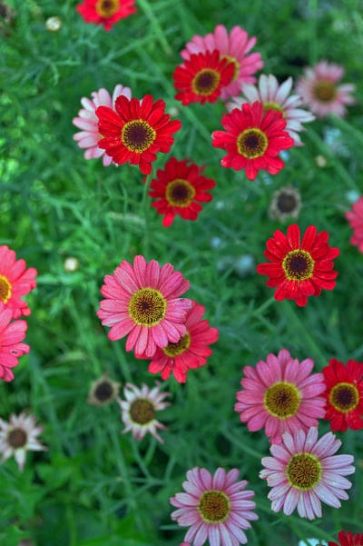 Red and pink daisies with yellow centers bloom amidst green leaves in a close-up overhead botanical view.