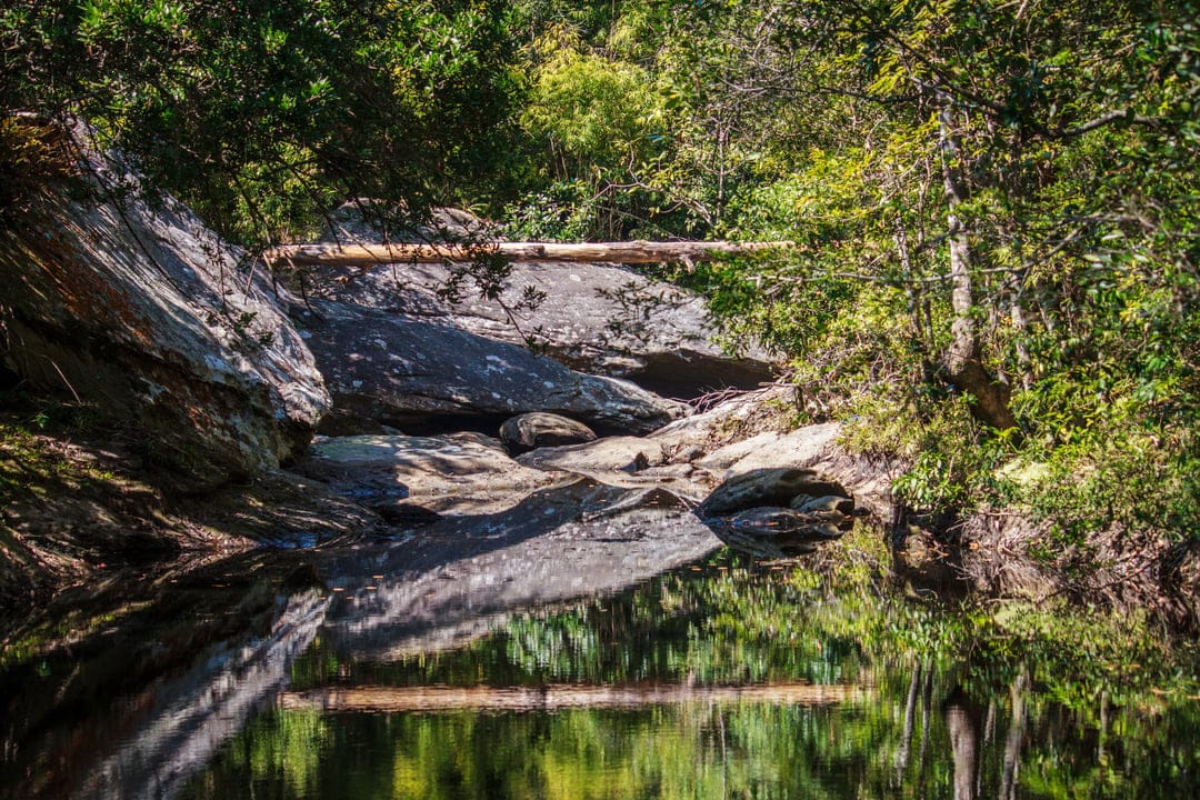 Clear forest stream flowing over smooth grey rocks with a fallen log and green tree reflections on the water.