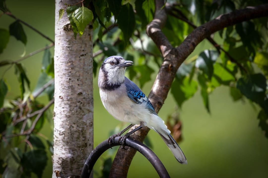 Blue jay with blue and white feathers perches on a twig against a blurred background of green forest leaves.
