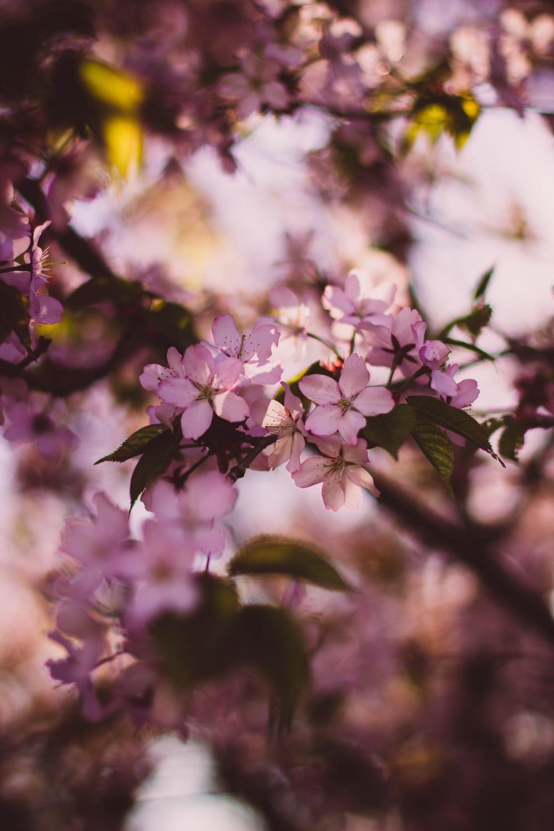Pink cherry blossoms bloom on a dark branch against a soft, blurred background of light pastel spring colors.