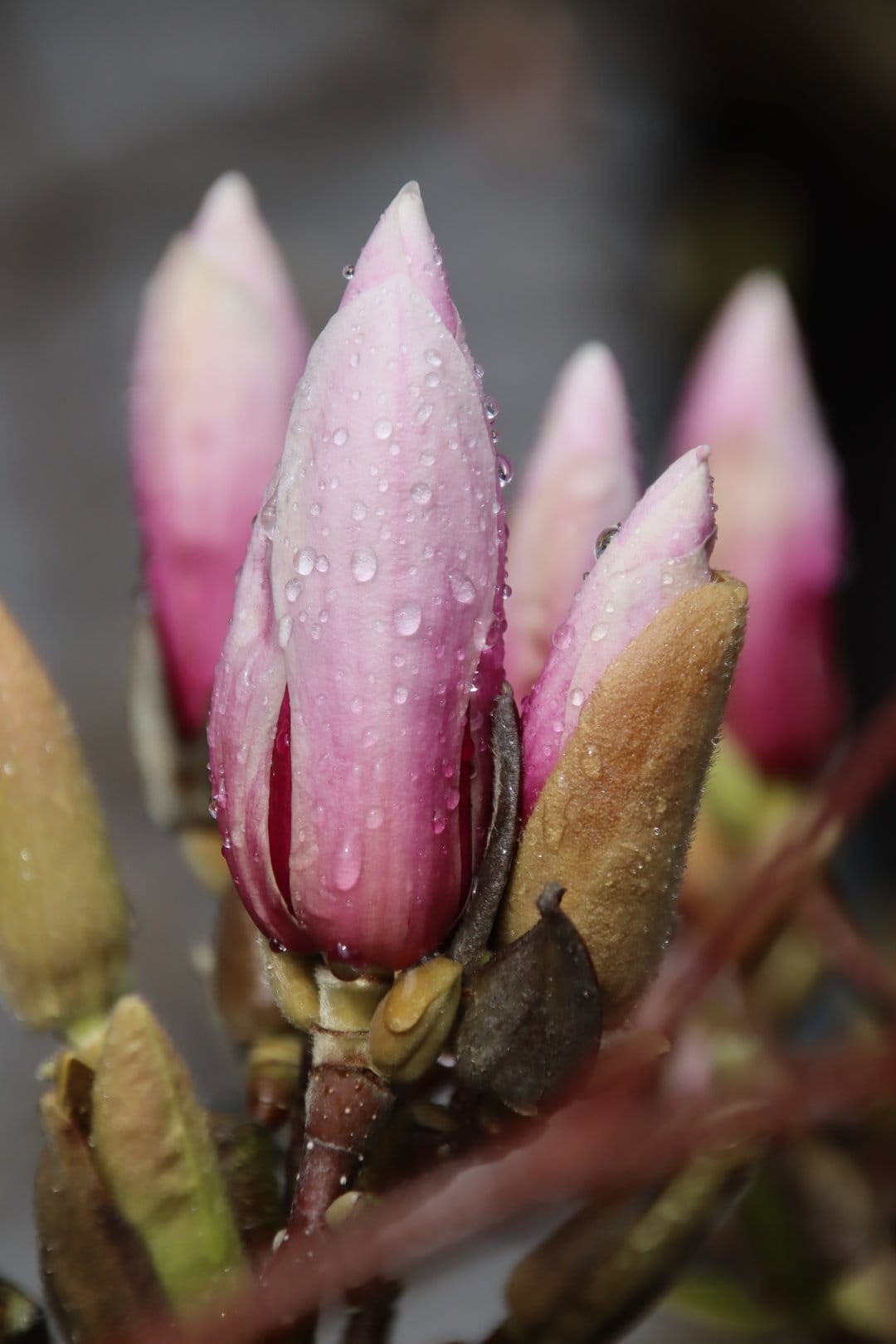 Pink magnolia flower buds with glistening raindrops on soft petals and fuzzy sepals in a vertical macro view.
