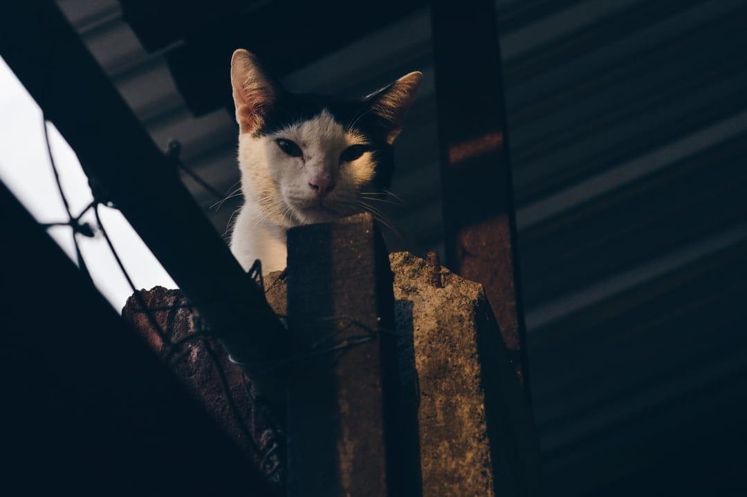 Tuxedo cat with glowing green eyes perches on a rustic timber post under low light evening shadows.