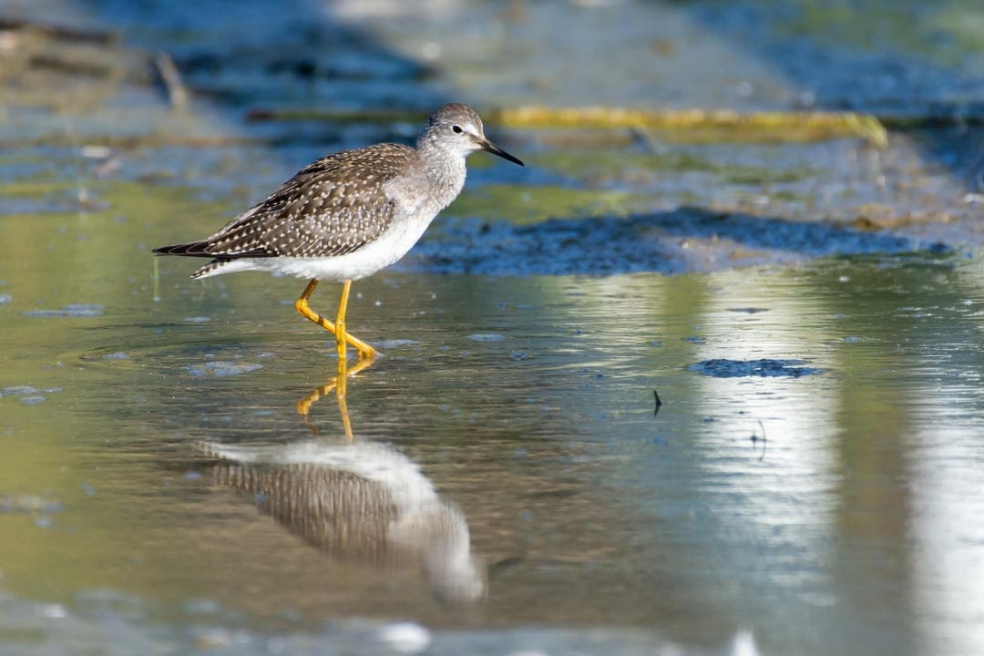 Lesser Yellowlegs shorebird with yellow legs stands in shallow water showing a clear symmetrical reflection.