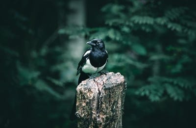 magpie,bird,wallpaper hd,nature,animal,4k wallpaper,windows wallpaper,free background,wildlife,avian,laptop wallpaper,nature background,dark,mac wallpaper,cool backgrounds,green,beautiful nature,hd wallpaper,white,black