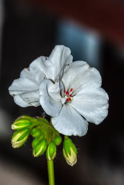 geranium, flower, white flower, blooming flower, flower buds, green buds, nature, botany, floral photography, close-up, macro photography, garden, plant, stamen, petals, delicate, natural beauty, spring, summer, outdoor, horticulture, pink stamen