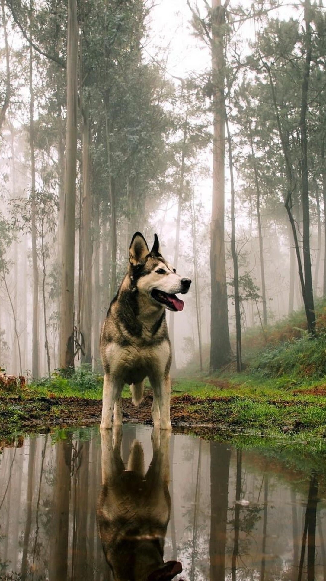 Husky standing at a still puddle with a clear reflection amidst tall, misty forest trees and vibrant green moss.
