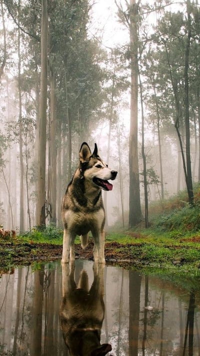 Dog, husky, forest, foggy, reflection, nature, mist, woodland, animal, serene, mysterious, puddle, outdoor, ethereal, trees, pet, canine, wild, atmosphere, beautiful, enchanting, green, calm, peaceful, water
