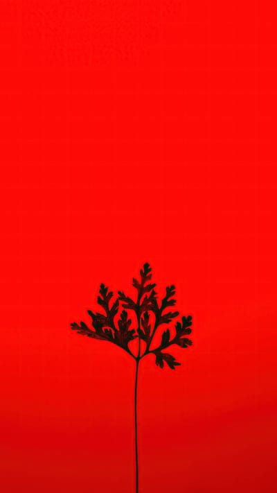Leaf, red background, minimalist, nature, bold, green, dark, contrast, abstract, plant, simple, striking, natural, aesthetic, solitary, vibrant, stark, botanical, graphic, organic
