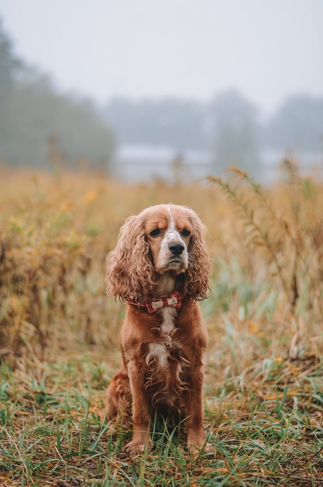 Brown Cocker Spaniel wearing a red bowtie sits in a misty golden field of dry grass with a somber expression.