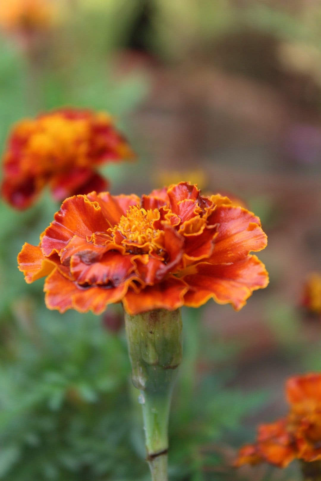 Orange marigold flower with ruffled petals and a yellow center against a blurred green and orange garden background.