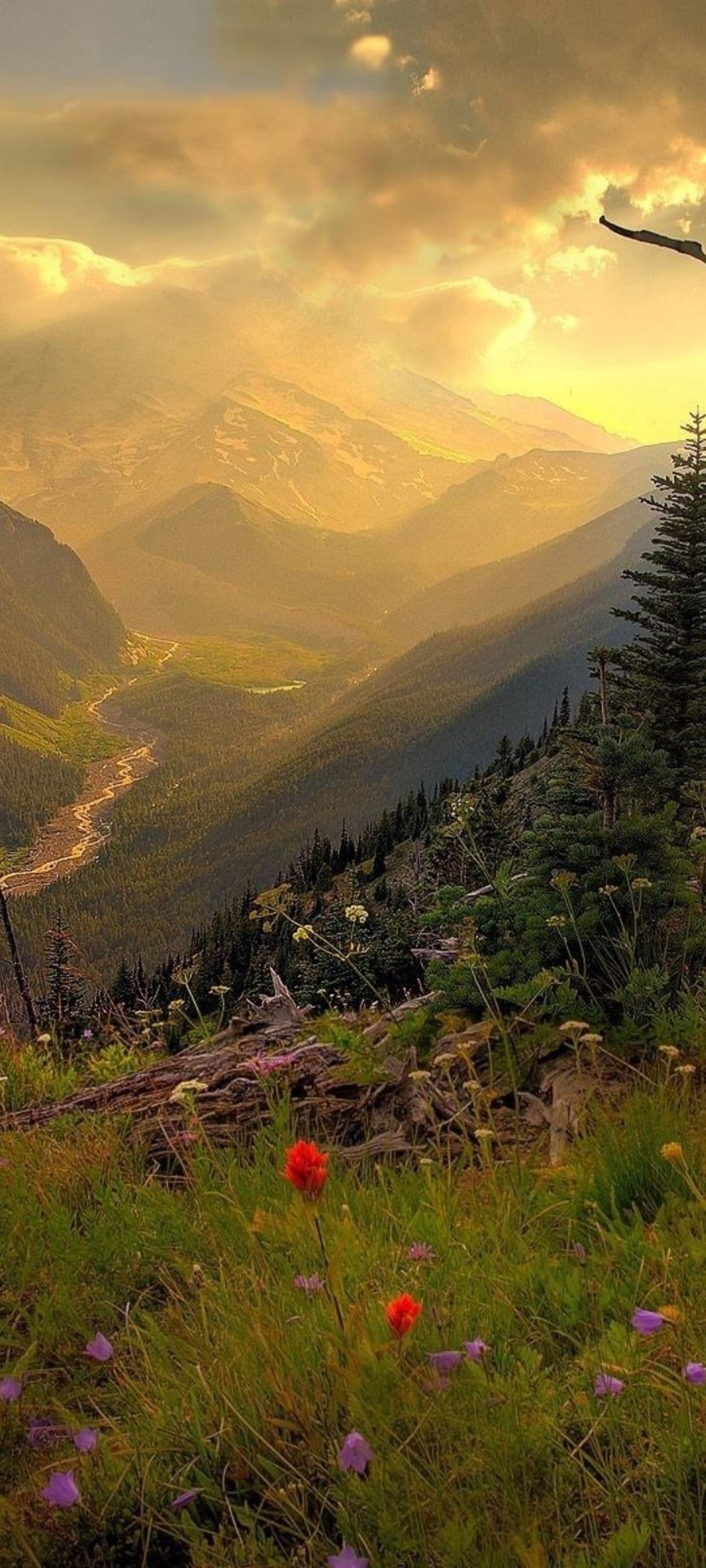 Snow-capped mountain peaks loom over a river valley filled with wildflowers and pine trees at sunset.