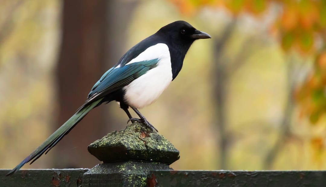 Magpie bird with black and white feathers perches on a mossy fence post against blurred orange autumn foliage.