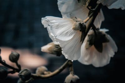 Translucent white flower petals covered in tiny crystalline water droplets set against a soft bokeh background.
