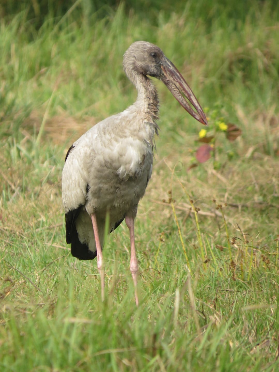 Asian Openbill Stork with a specialized bill stands in a soft green field with blurred foliage in the distance.