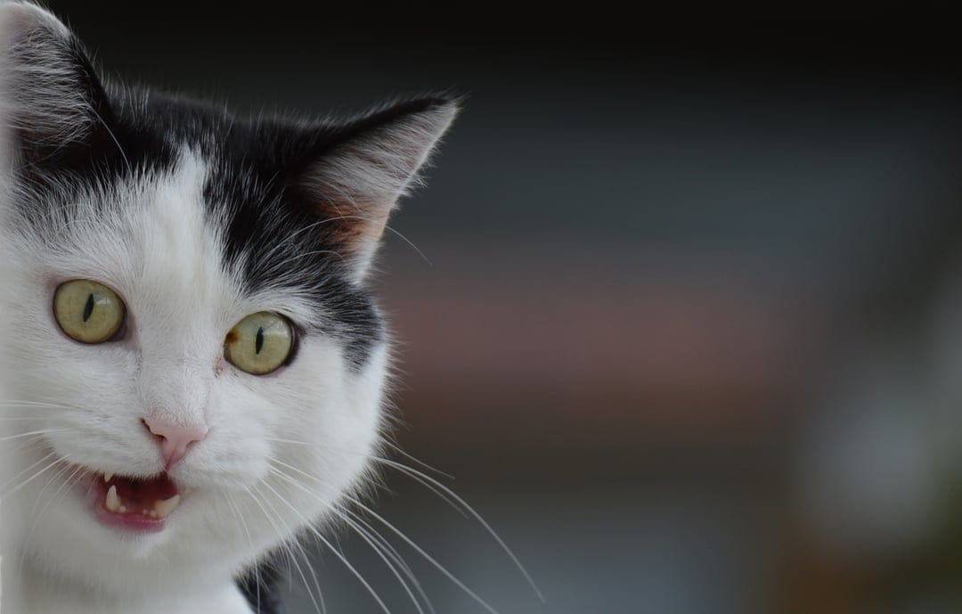 Meowing black and white cat with vivid green eyes and long whiskers poses in a detailed macro portrait.