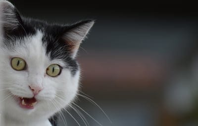 Cute kitty wallpaper,Cute kitty,Cute kitty background,cat face,animal