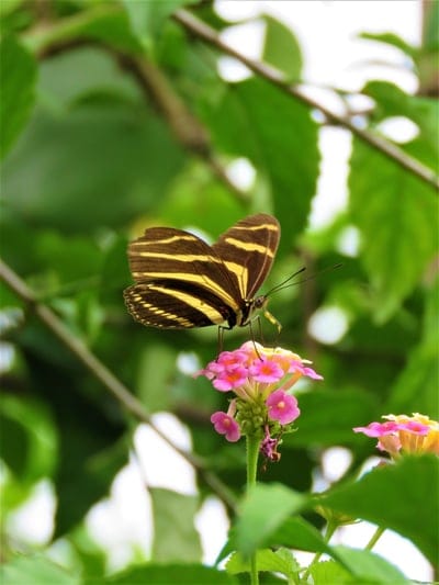 Zebra Swallowtail butterfly with black and white stripes perching on a cluster of pink and yellow lantana flowers.