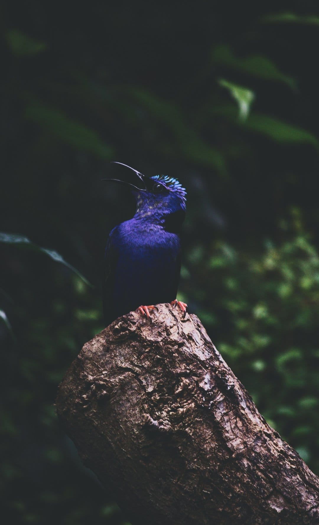 Violet songbird with an iridescent teal crest singing on a tree stump against a dark blurred forest background.