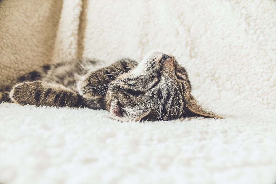 Tabby kitten sleeping on its back with tucked paws on a thick white fleece blanket under warm, diffused light.