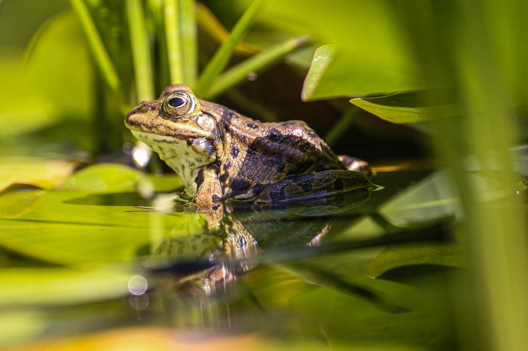 Speckled frog resting on a green lily pad with a clear reflection visible in the still pond water surface.