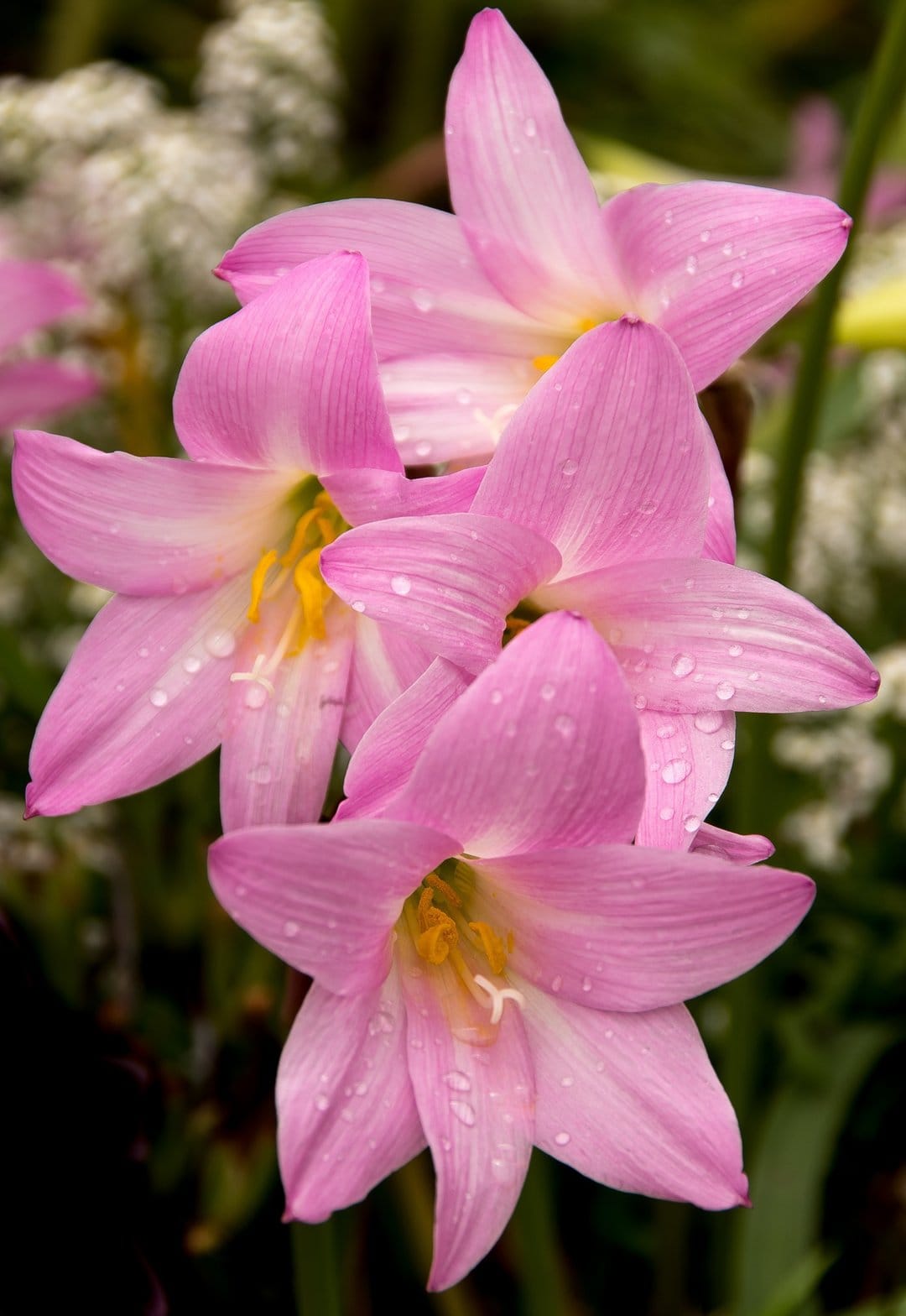 Pink rain lily petals with water droplets and yellow stamens captured in a high-detail macro flower close-up.