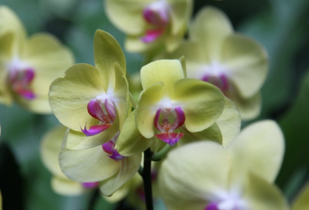 Yellow orchid flowers with pink centers and purple speckles bloom against a blurred green leaf background.