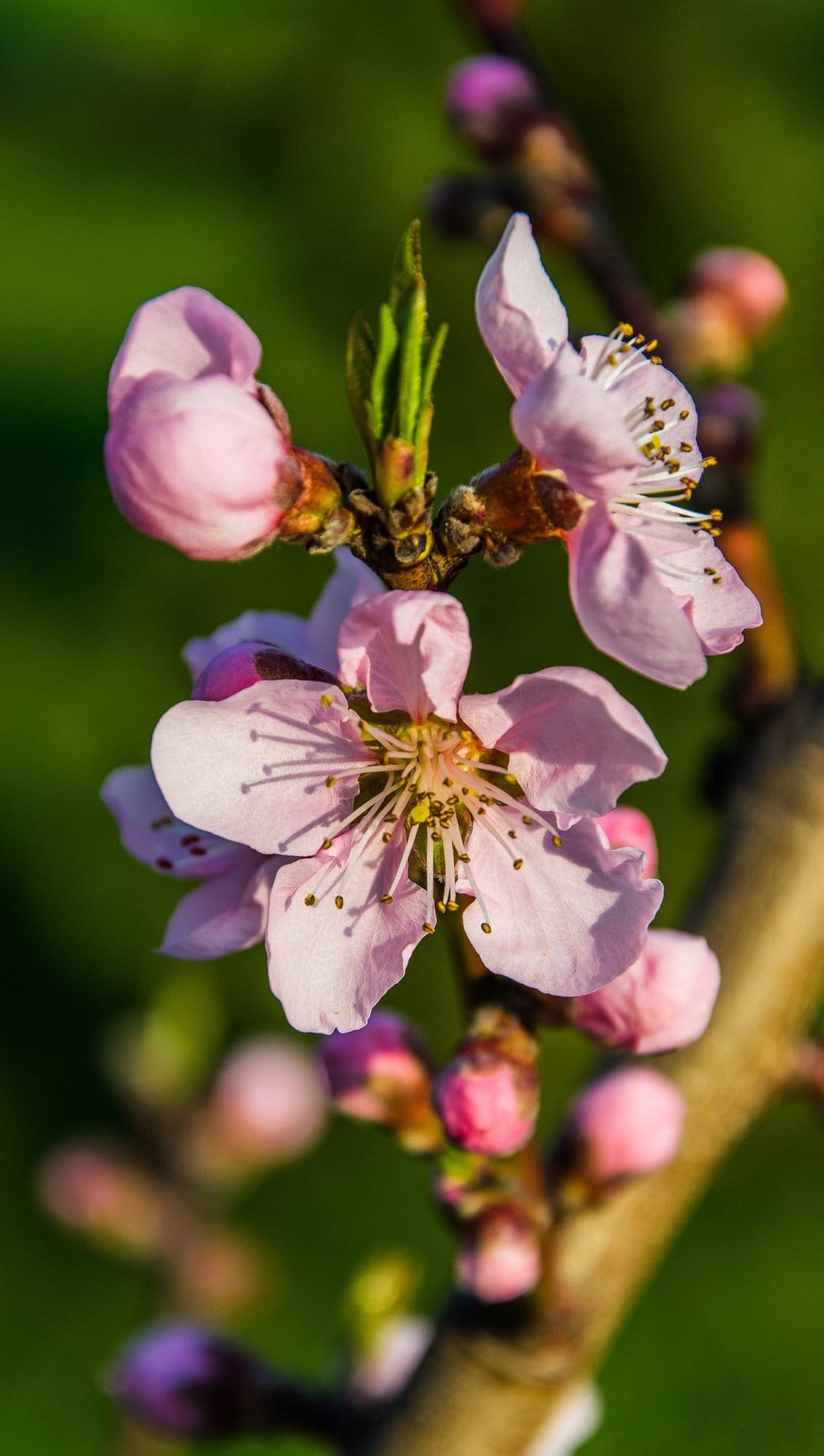 Pink peach blossoms with visible stamens grow on a brown branch against a soft-focus green garden background.