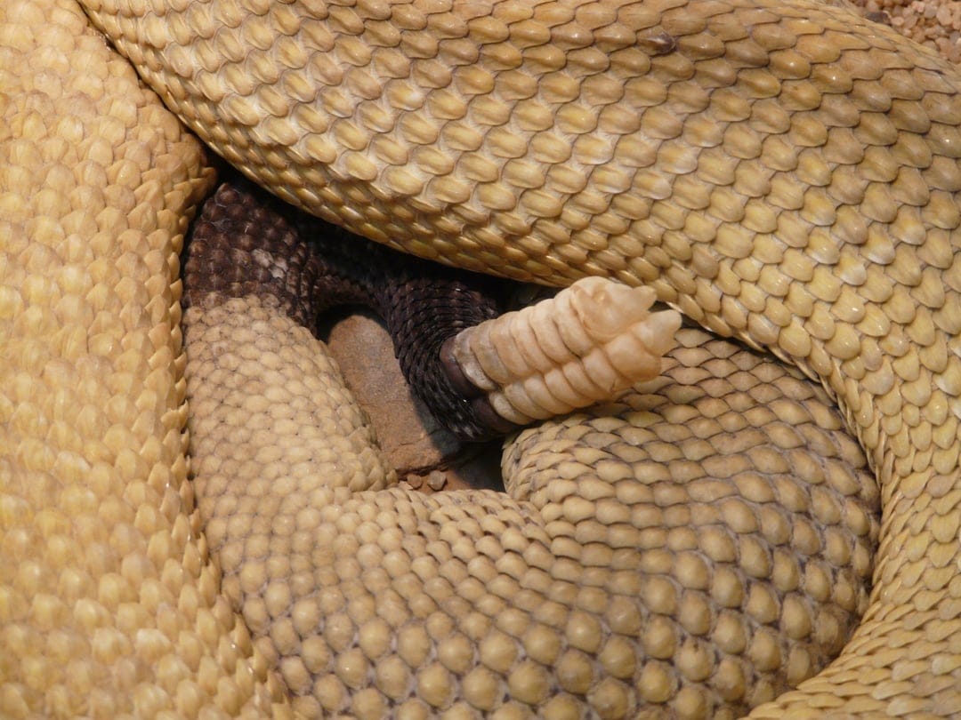 Rattlesnake tail segments showing interlocking keratin rings and tan textured scales in a macro view.