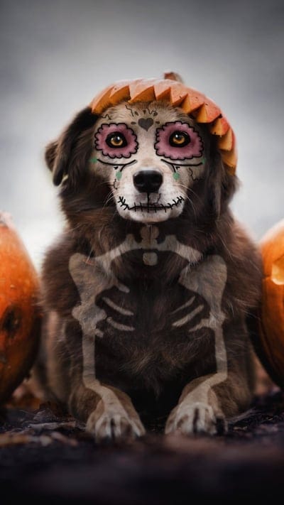 Happy Halloween,orange,dia de los muertos,pumpkin,halloween,caine,skull,pink,dog, cute