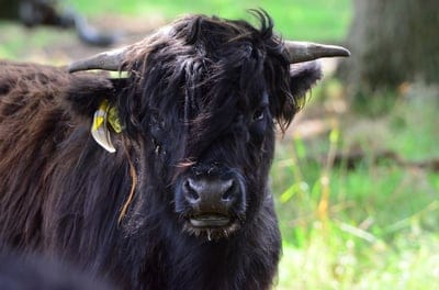 Black yak wallpaper,Black yak,Black yak background,Black yak desktop wallpaper