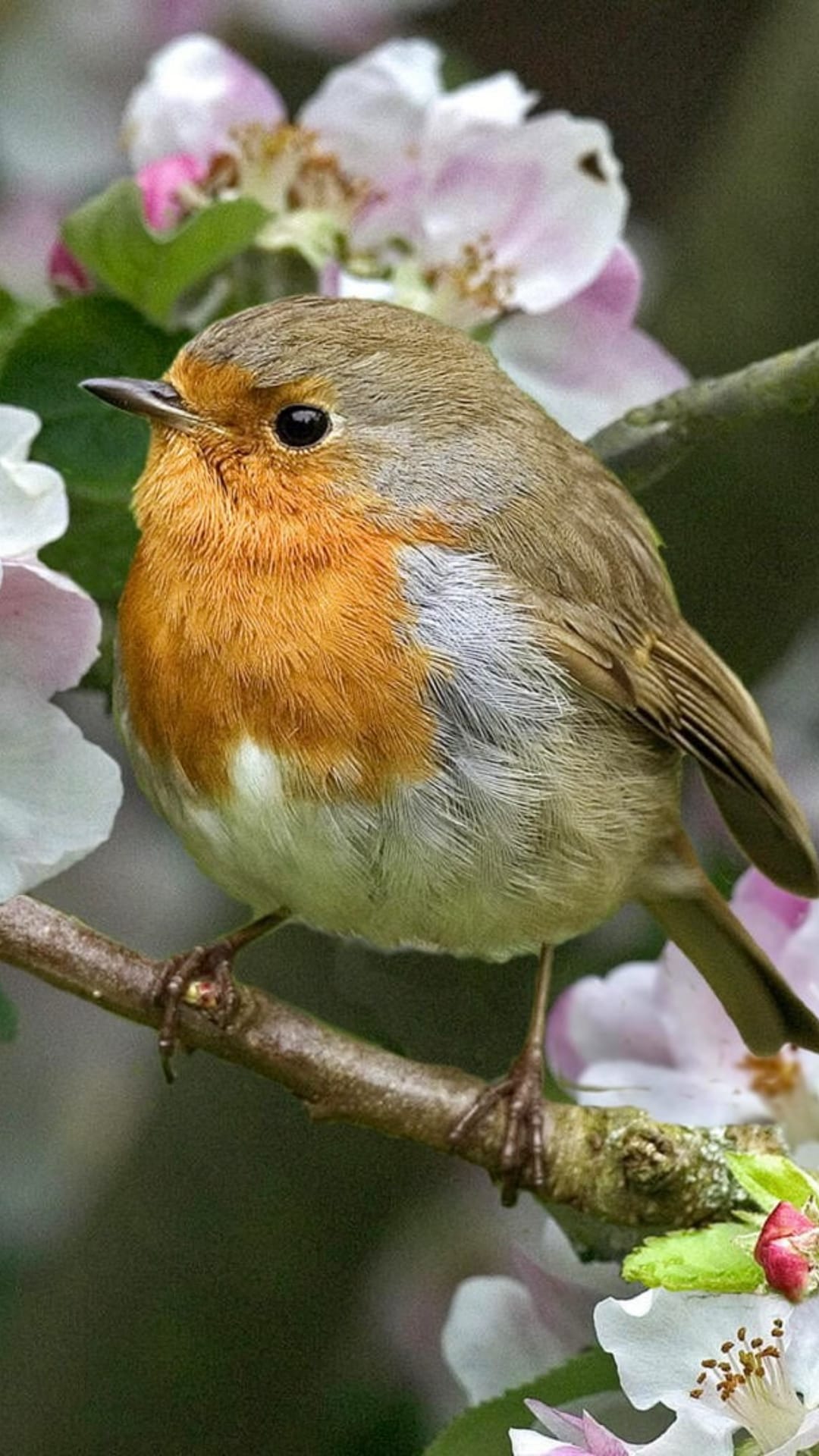 European Robin with an orange breast sits on a mossy branch surrounded by pink flowers in soft natural light.
