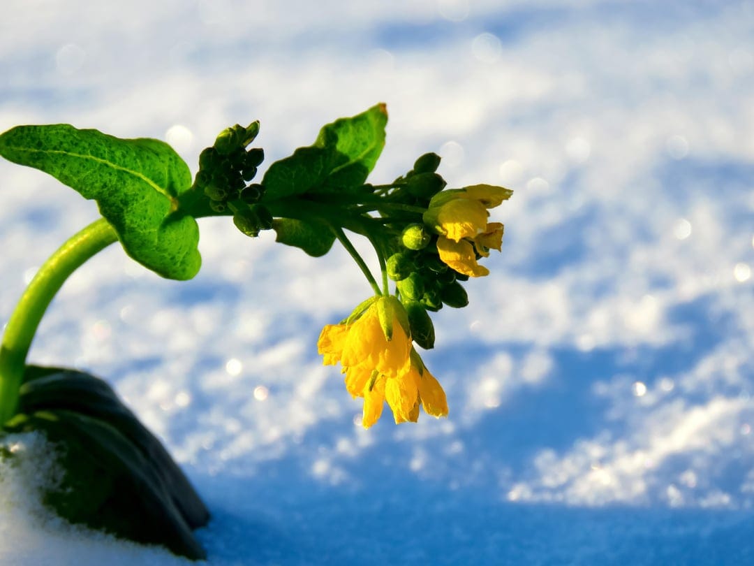 Bright yellow winter flower blooming through a thick crust of white snow with soft blue shadows in the background.
