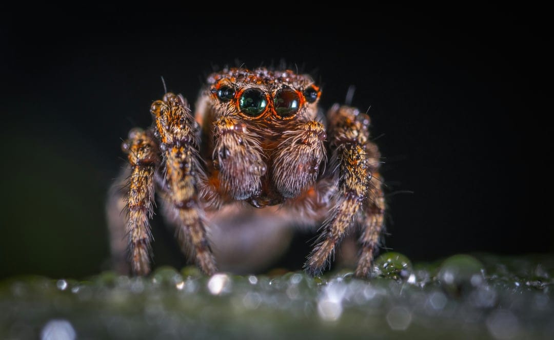 Jumping spider with large green eyes and glistening water droplets on its furry body rests on a dark green leaf.