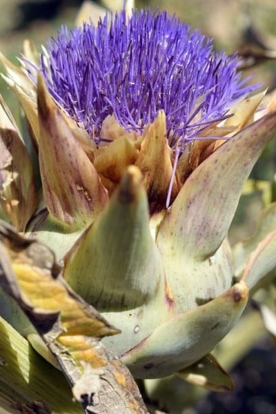 Purple artichoke petals emerge from green bracts in a macro closeup with a soft-focus garden background.