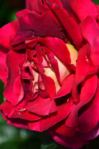 Dark red rose petals with clear water droplets and a soft yellow center against a blurred green leafy background.