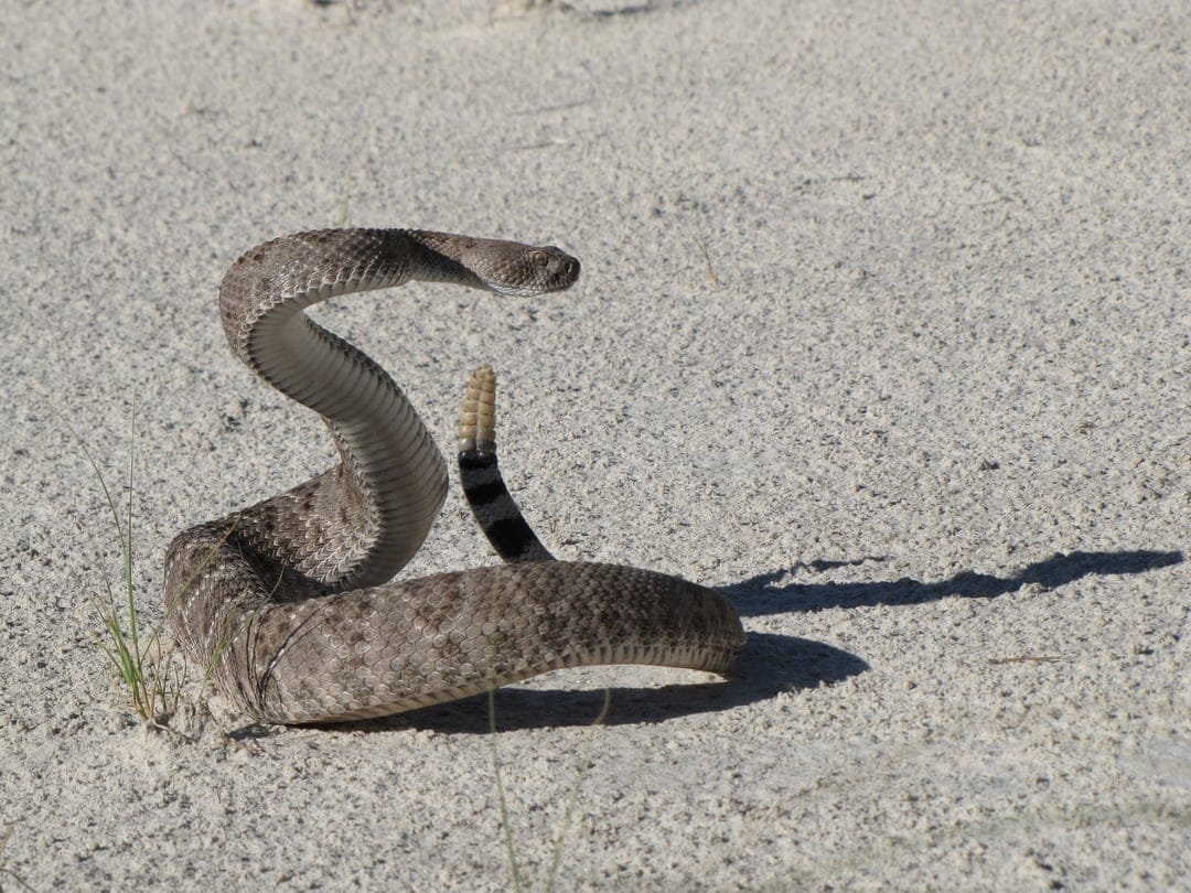 Diamondback rattlesnake coiled on sand with its head raised and tail rattle upright in a sunny desert scene.