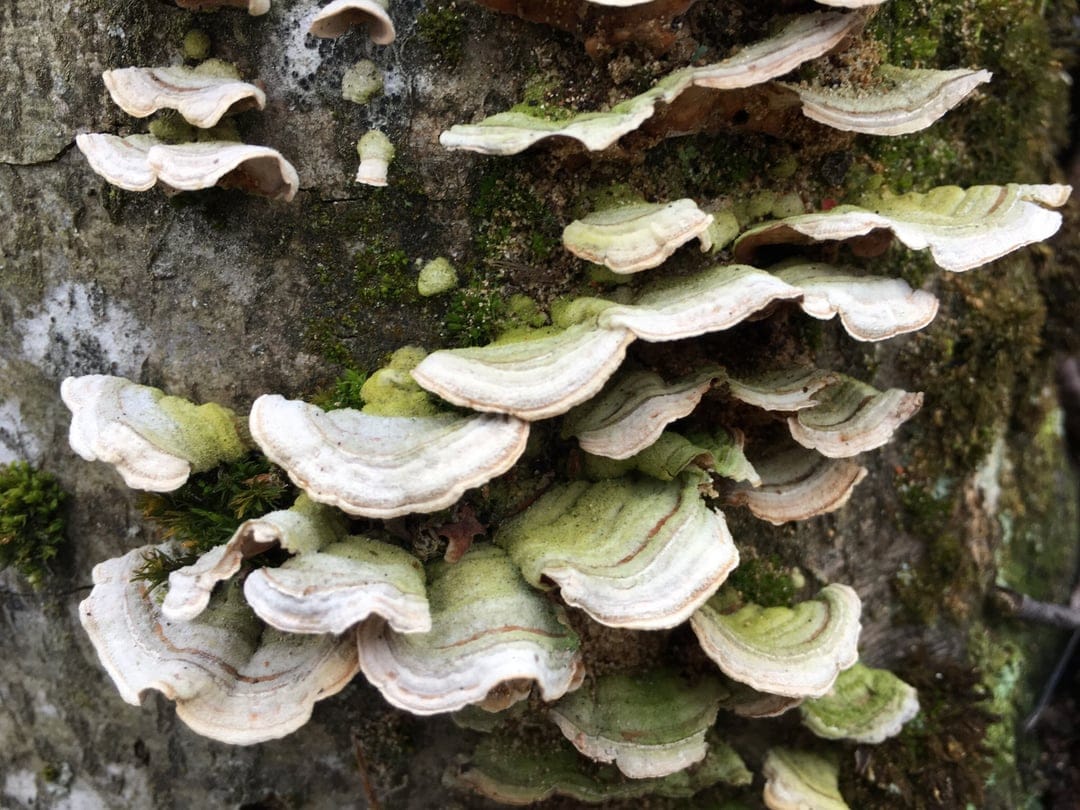 Shelf fungi with concentric white and green rings grow on mossy tree bark in a vertical forest macro.
