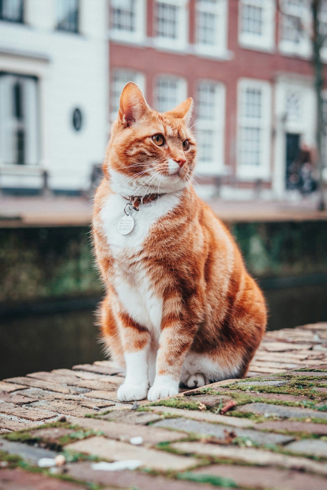 Orange tabby cat with a collar sitting on a brick path by a canal in a historic European city scene.