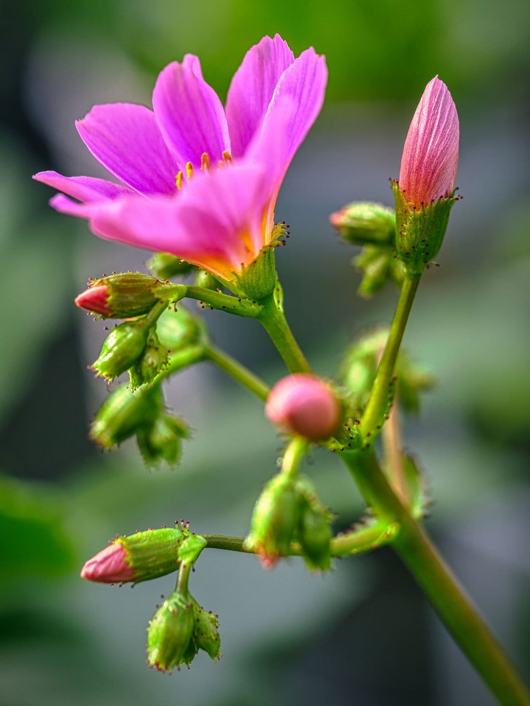Pink wildflower with delicate petals and closed buds on a fuzzy green stem against a blurred forest background.