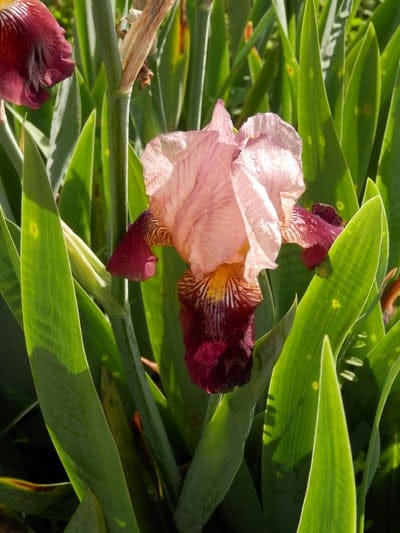 Bicolor pink and burgundy iris flower with yellow veins and green sword-like leaves in bright sunlight.