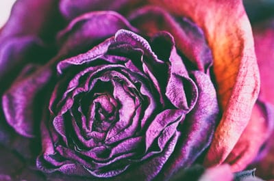 rose,wallpaper 4k,flower,free wallpaper,hd wallpaper,flower background,beautiful wallpaper,4k wallpaper,beautiful flowers,blossom,floral background,mac wallpaper,cool backgrounds,bloom,laptop wallpaper,free background,desktop backgrounds,template,full hd 