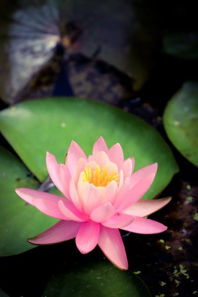 Pink water lily with a yellow center floats on dark water surrounded by large green lily pads in a pond.