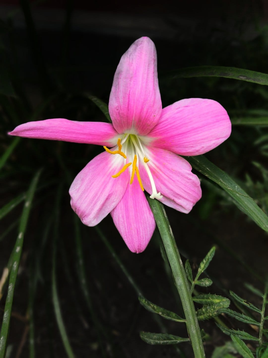 Pink Rain Lily flower with yellow stamens and five petals set against a dark, out-of-focus natural background.