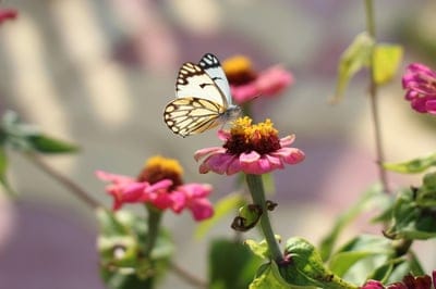 White butterfly with black markings sits on a pink zinnia flower with yellow pollen in a sunny garden.