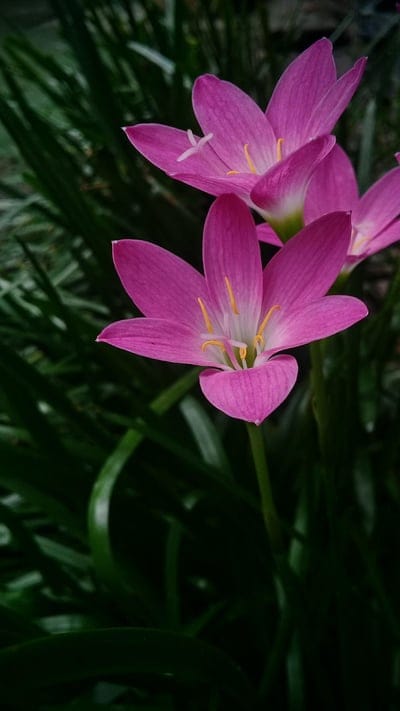 pink rain lilies, Zephyranthes, flower bloom, tropical flowers, garden photography, nature close-up, botanical beauty, delicate petals, yellow stamens, lush green background, vibrant colors, floral art, ephemeral beauty, summer flowers, rain flower, pink trumpet flower, natural beauty, outdoor photography, vivid bloom, spring blossoms, garden detail, plant life